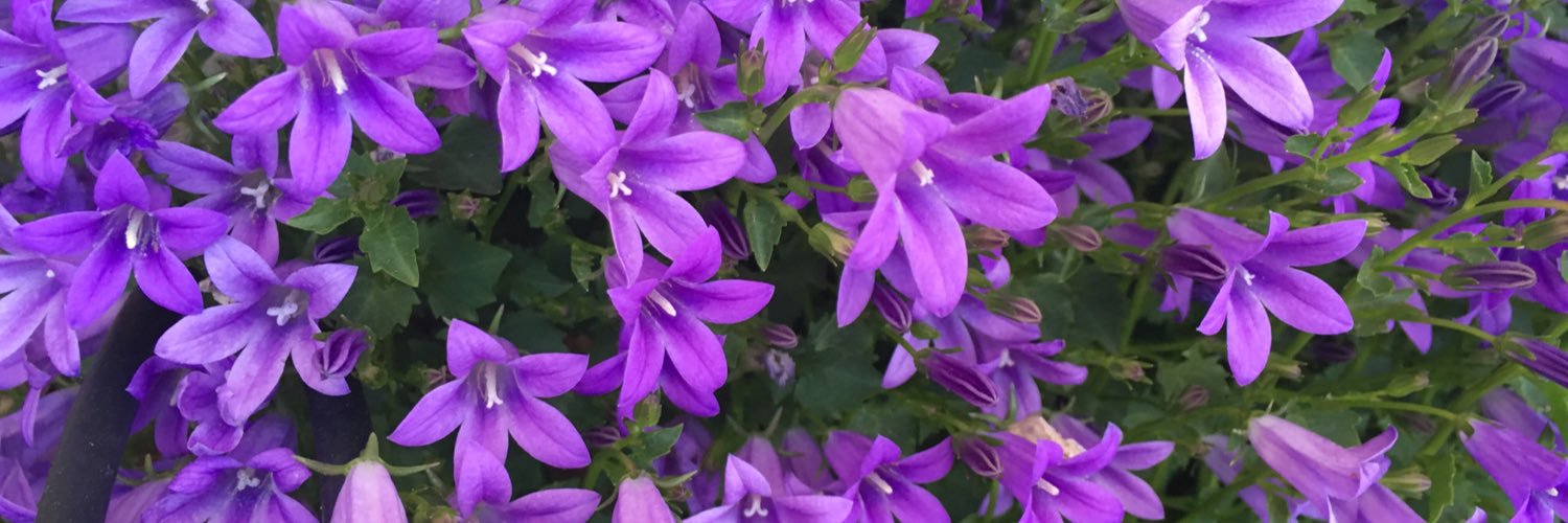 ShaleeMusic's profile banner image
