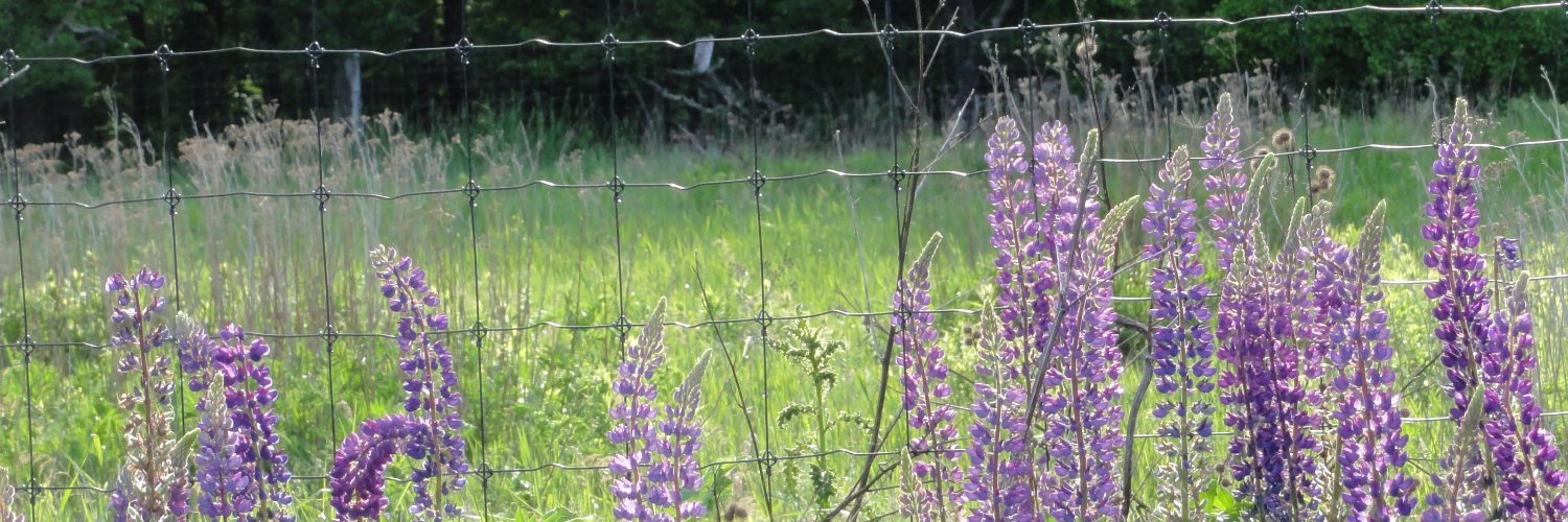 CatlinyeMaker banner