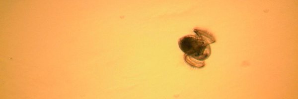 LarvalLab Profile Banner