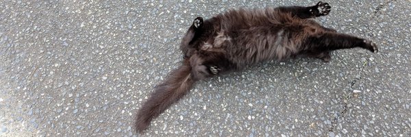 __kokmt Profile Banner