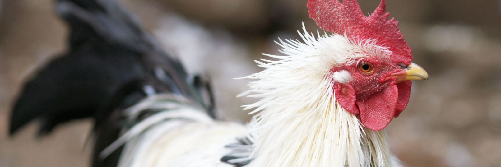 Ciwaghicken's profile banner image
