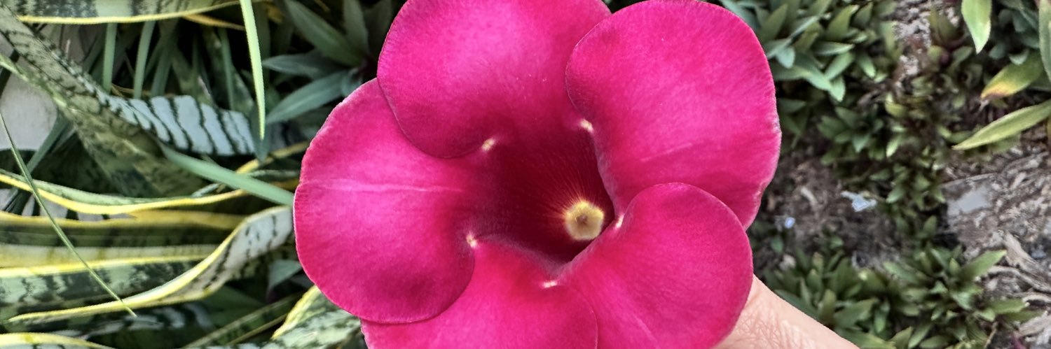 shirlevallejos's profile banner image