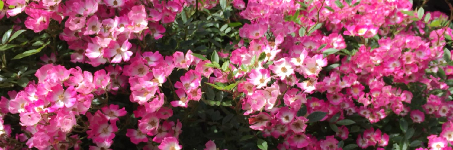 TreetopM's profile banner image