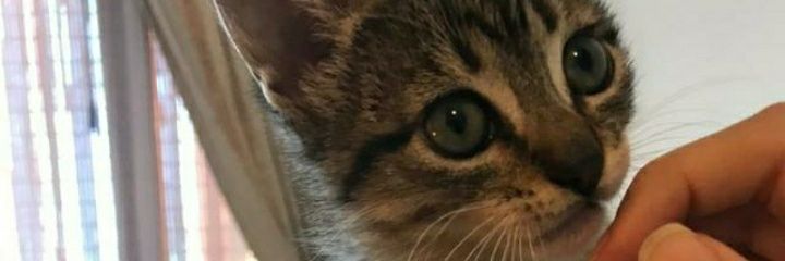 Gbies1's profile banner image