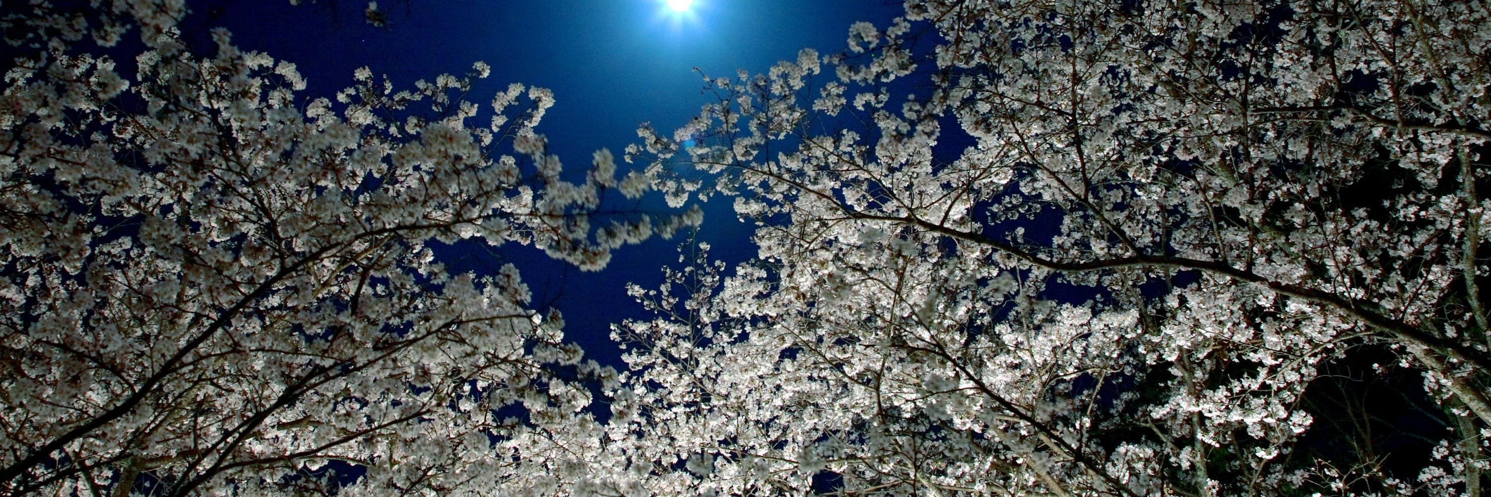 koinosuke695's profile banner image