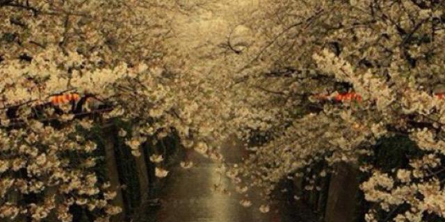 KnollLaurence's profile banner image