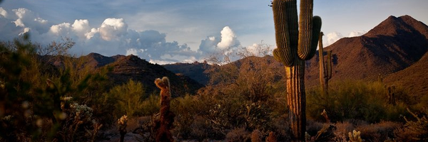 AZ Medical Board /AZ Reg Bd of Physician Assts Profile Banner