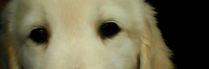 carlownski's profile banner image