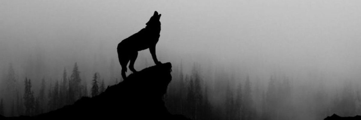 BBozkurtu's profile banner image
