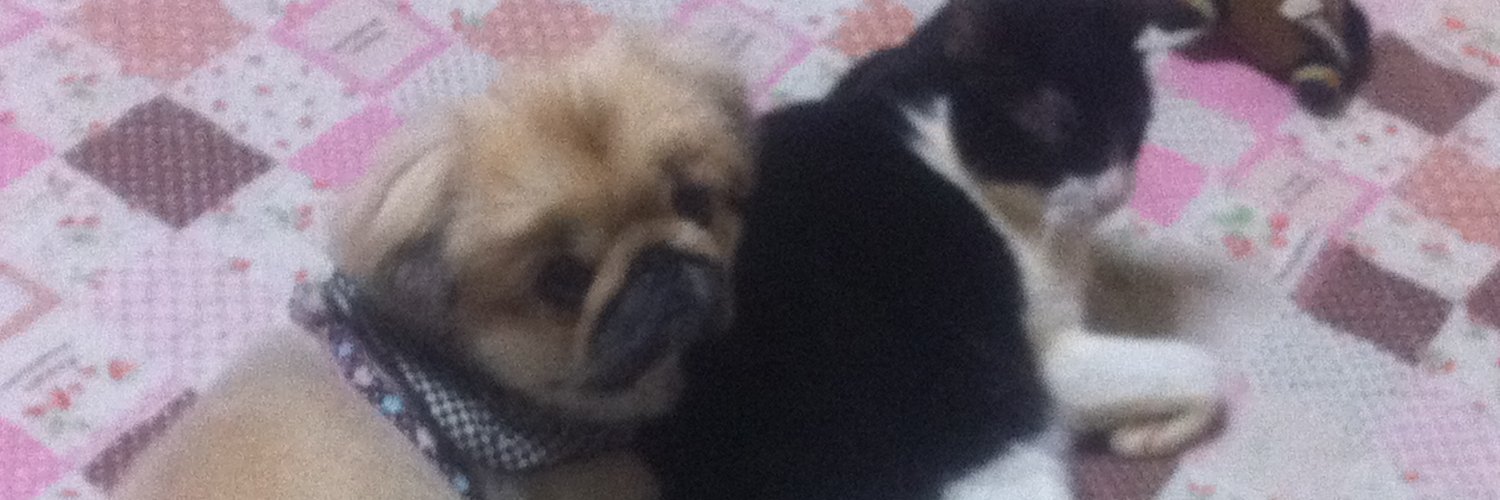 animalkod's profile banner image