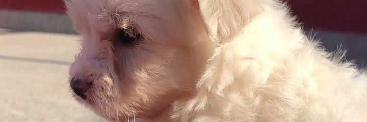 MaxieBambi's profile banner image