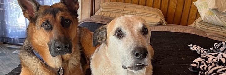 BlueSallymander 🌲🦋🌠❄🏕🐾 banner