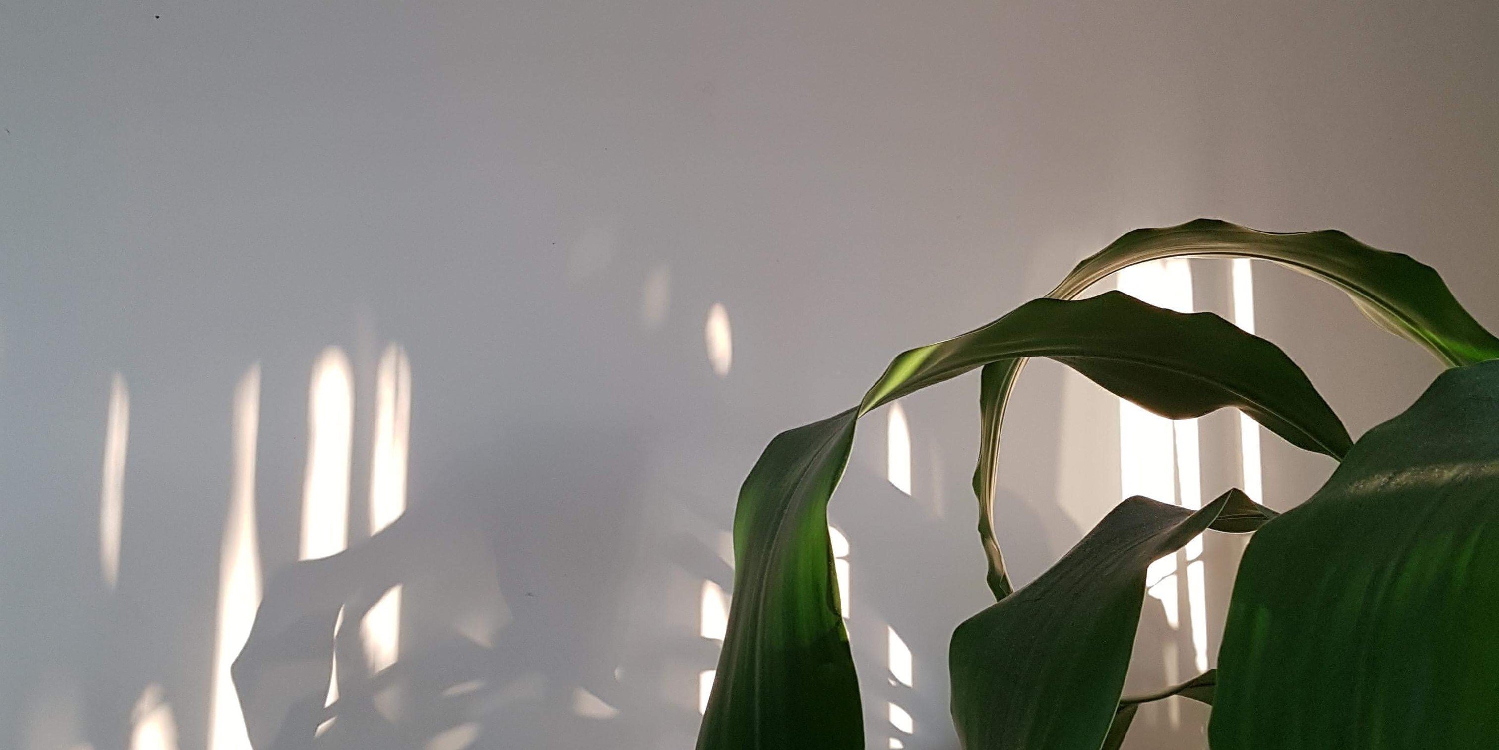 elishiaratel's profile banner image