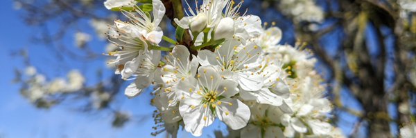 Cleverestcookie Profile Banner