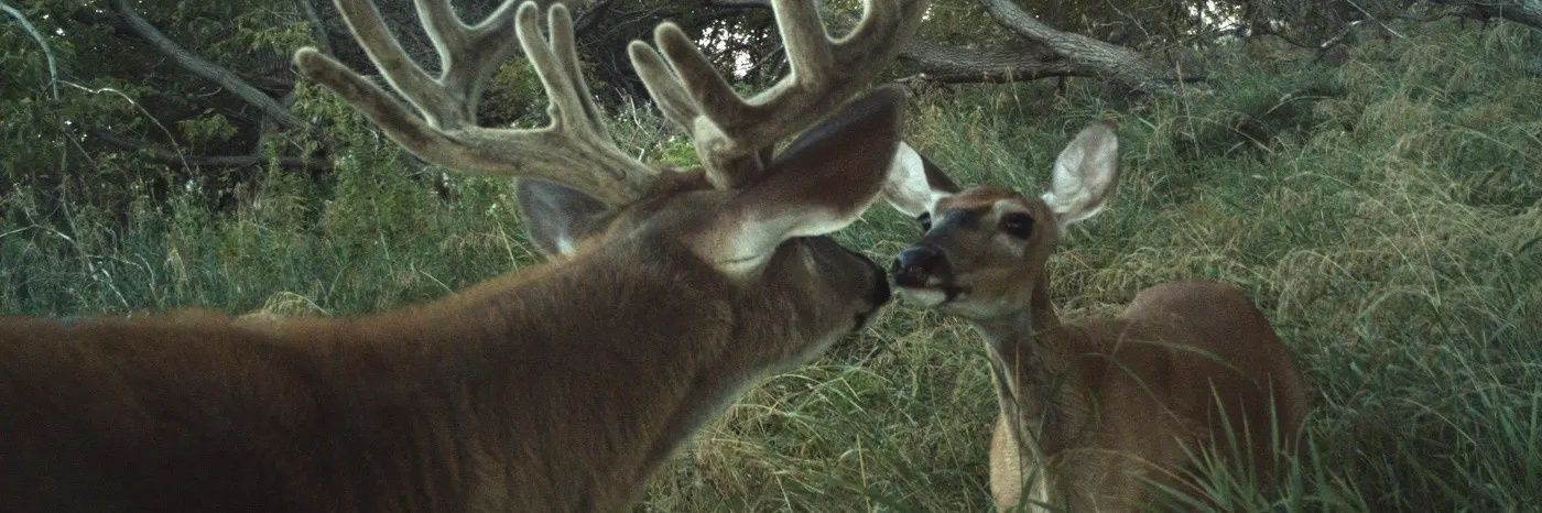 Ladybug 🇺🇲✝️🐞🌸💫💜 banner