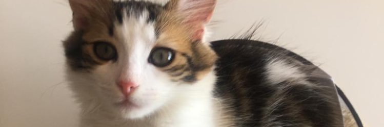 takoz16's profile banner image