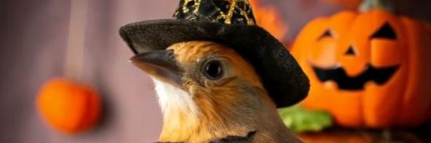 Hellofeathered banner