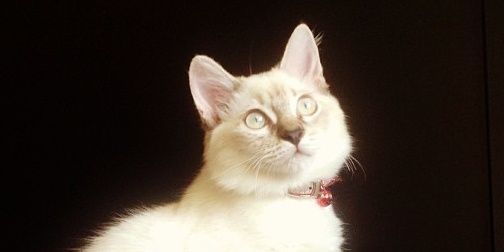 saddiqraffali's profile banner image