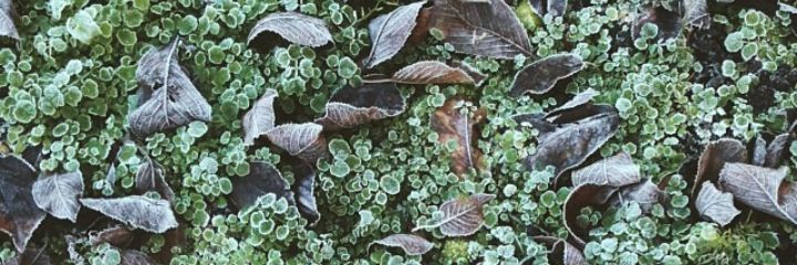 Flora_LEDOUX's profile banner image