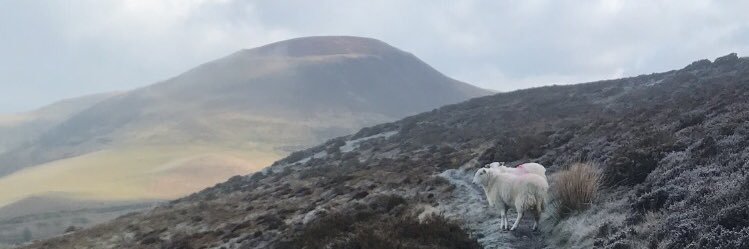 Paul Fitzsimmons banner