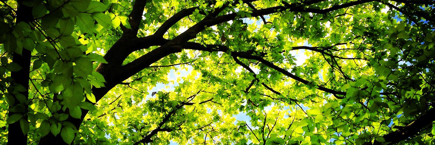 rorrini91's profile banner image