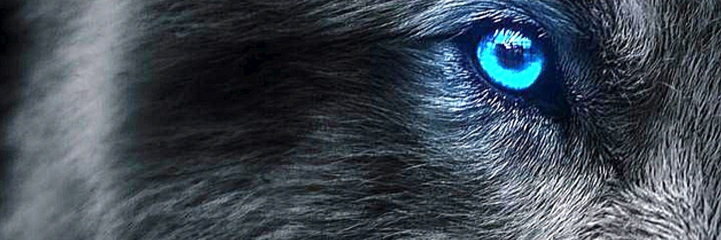 彡♜ 爪 卂 S S❗♜ 彡🐺🦋's banner