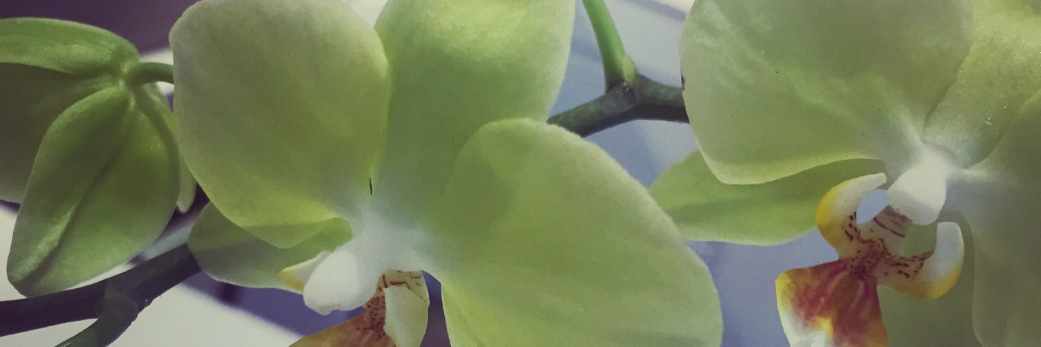 rachsohorye's profile banner image
