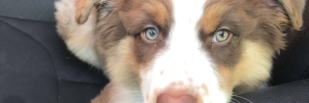 alexiraee's profile banner image