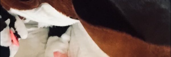 K9cassius Profile Banner