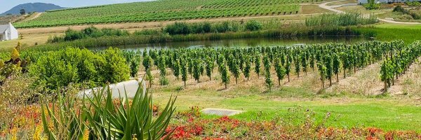 LukhanyoMvimbi Profile Banner