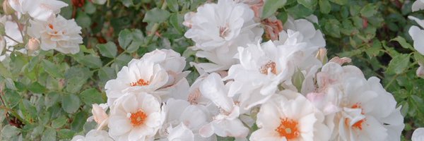 SolidlyShaky Profile Banner