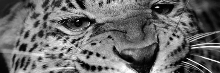 BICHAN_x3's profile banner image