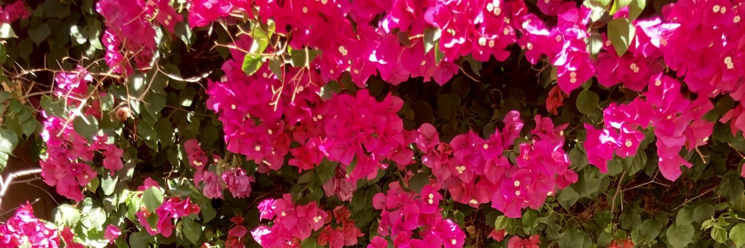 EllieBergren's profile banner image