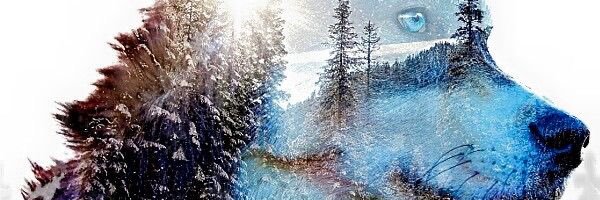 Lausique's profile banner image