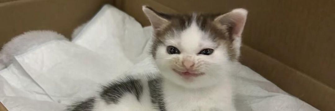 Kate Baldwin 🇵🇸 banner