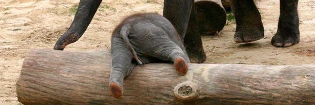 CheesemonkeySF banner