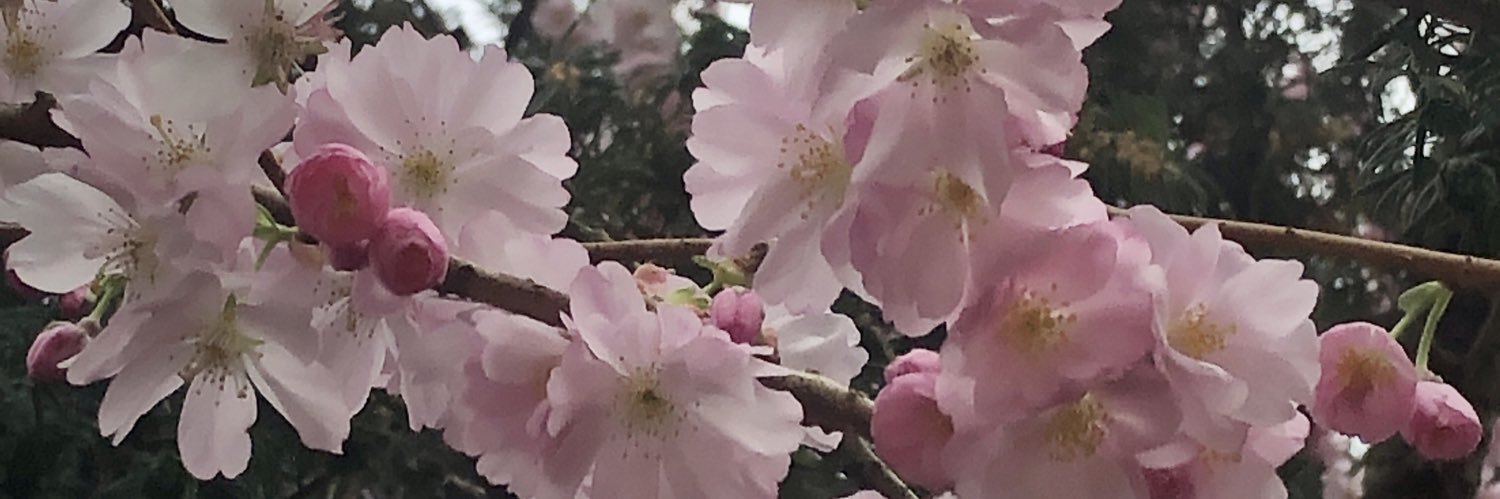 StephLLewis's profile banner image