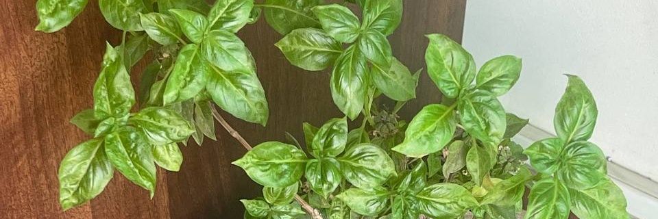 wiish_24's profile banner image