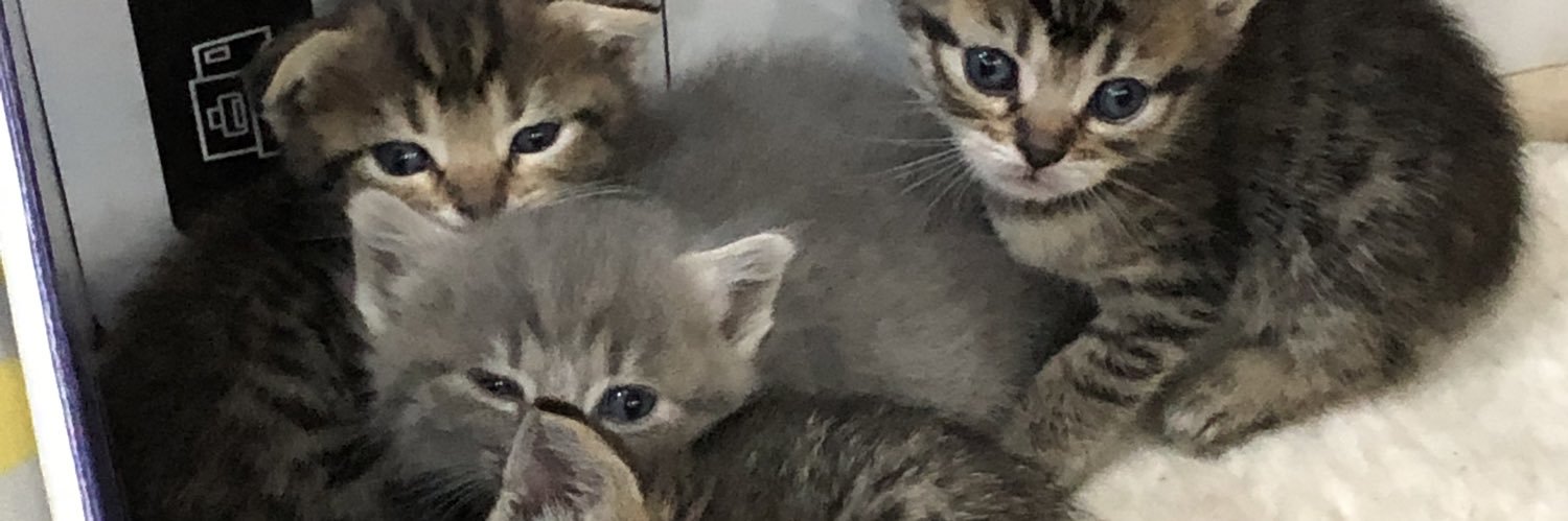RusiPate's profile banner image