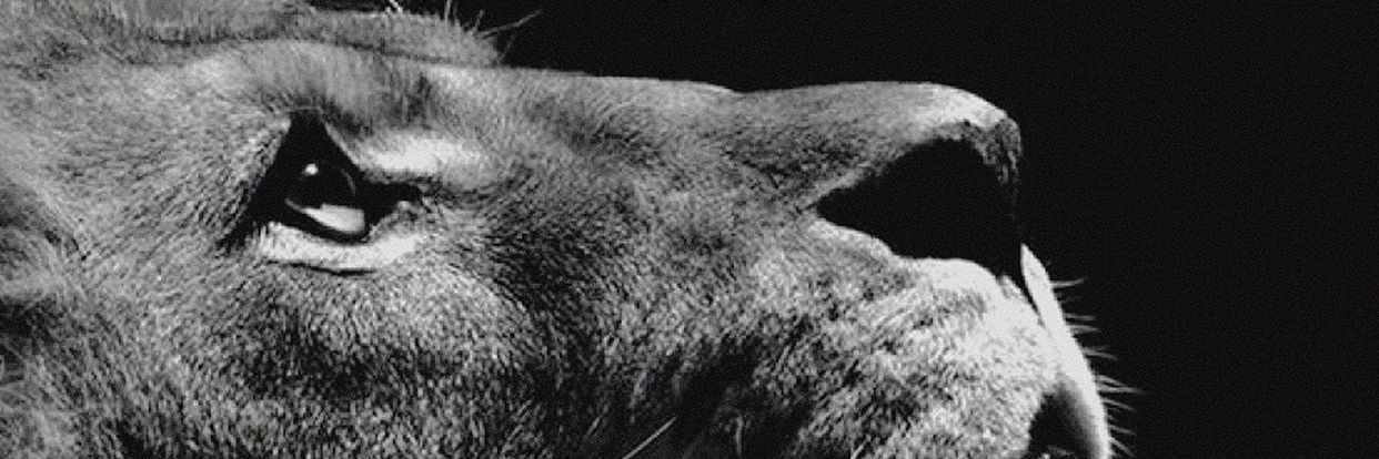 Cr17Chavez's profile banner image