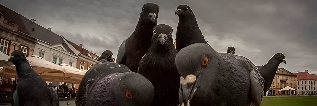 TheCrowDev's profile banner image