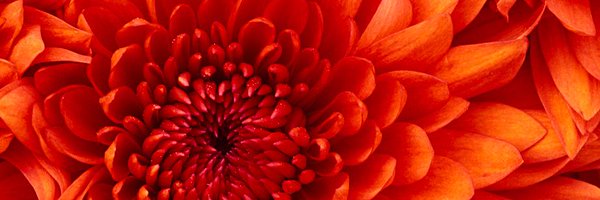 PazFigon Profile Banner