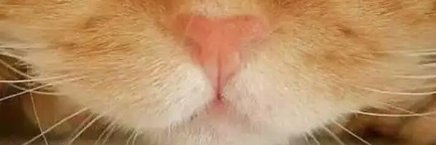 Nammy🐯🏴󠁧󠁢󠁳󠁣󠁴󠁿's banner