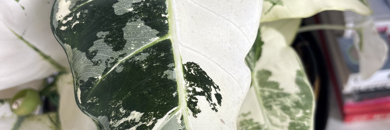 Marieelzr's profile banner image