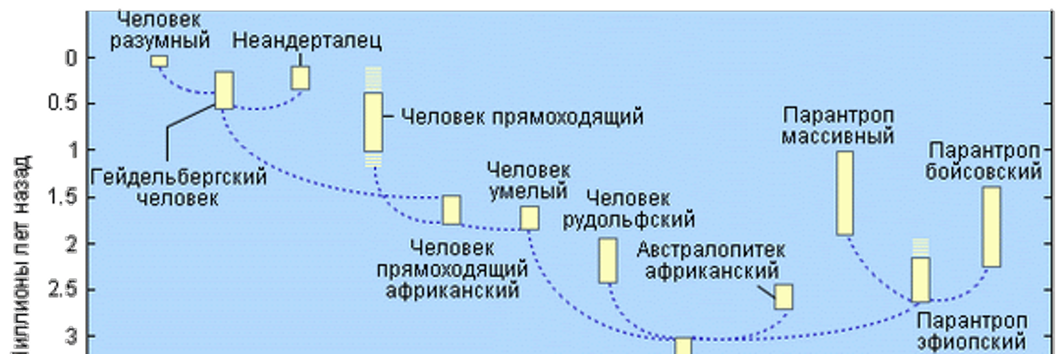 Название тупиковой ветви развития человека разумного. Название тупиковой ветви развития человека разумного. Тупиковая ветвь развития. Филогенетическое дерево homo sapiens. Родословная человека антропогенез схема.