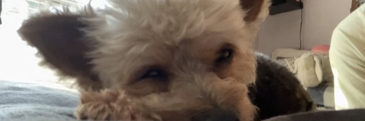 amersaydeez's profile banner image