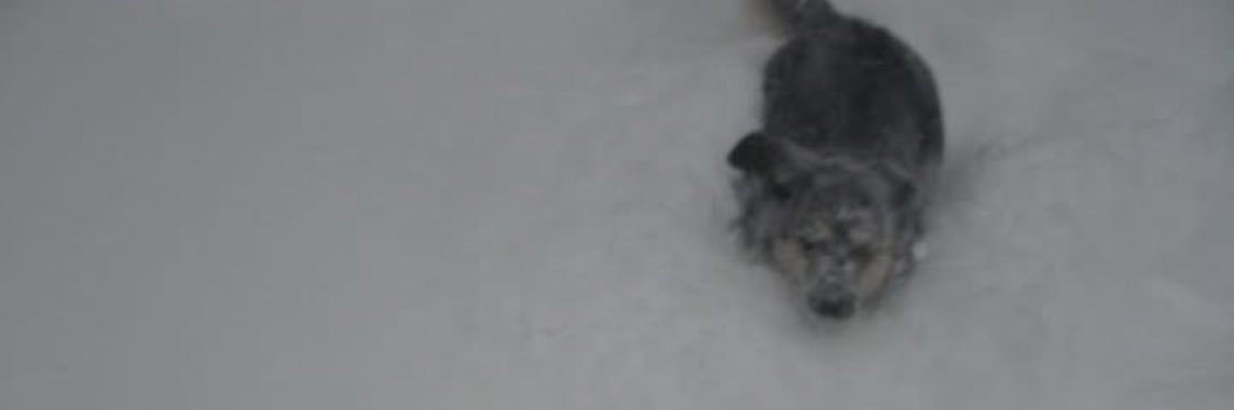 nessakholam's profile banner image