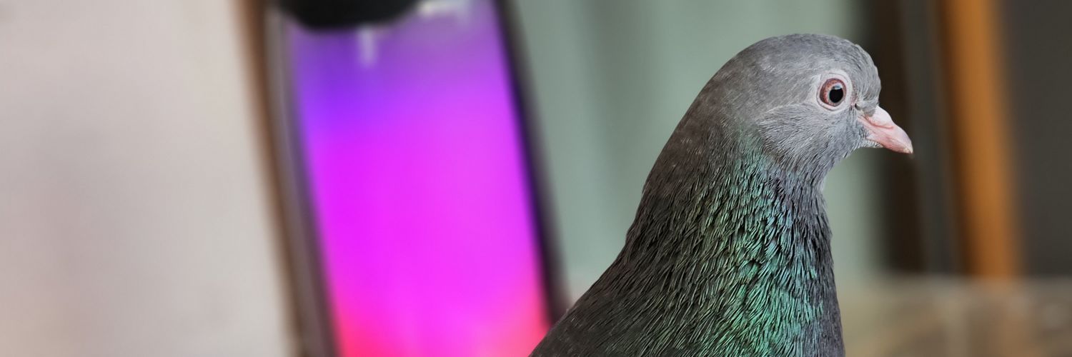 __ufe__'s profile banner image