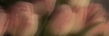 lsaq_a's profile banner image