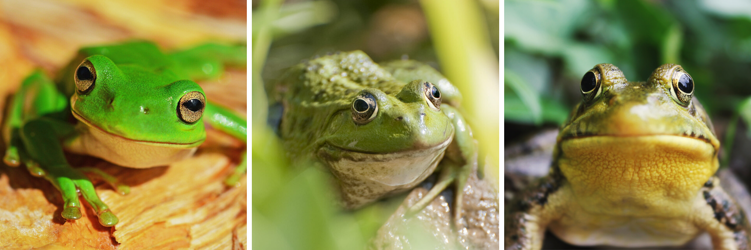 Frog of the Day 🐸's banner